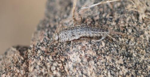 Ctenolepisma lineata
